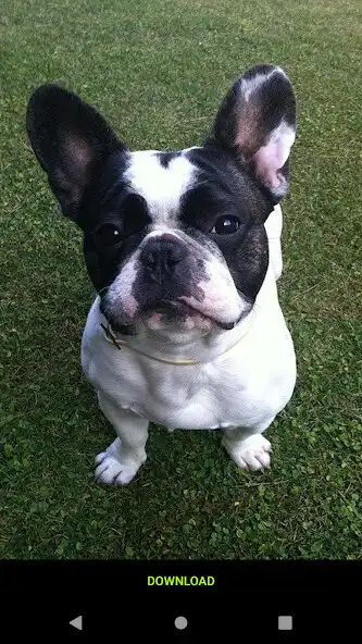 Play Cute French Bulldog Wallpapers and enjoy Cute French Bulldog Wallpapers with UptoPlay Play Cute French Bulldog Wallpapers and enjoy Cute French Bulldog Wallpapers with UptoPlay