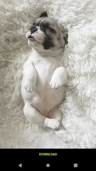 Play Cute French Bulldog Wallpapers as an online game online Cute French Bulldog Wallpapers with UptoPlay Play Cute French Bulldog Wallpapers as an online game Cute French Bulldog Wallpapers with UptoPlay