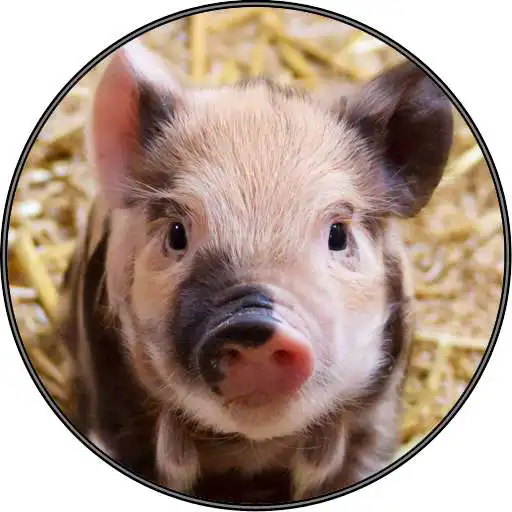Run free android online Cute Funny Pig Piglet Sounds APK Run free android online Cute Funny Pig Piglet Sounds APK