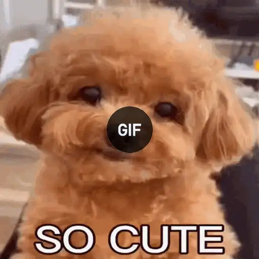 Play Cute GIFs Images APK Play Cute GIFs Images APK