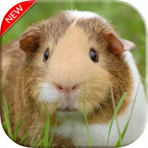 Play Cute Guinea Pig Wallpapers APK