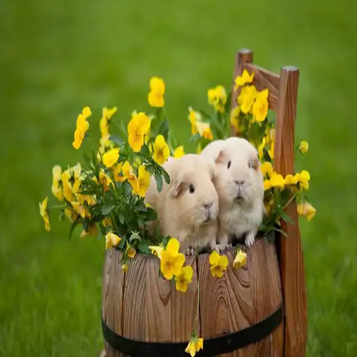 Play Cute Hamster Wallpaper  and enjoy Cute Hamster Wallpaper with UptoPlay