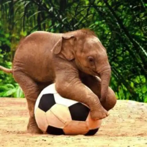 Play Cute HD Elephant Wallpapers APK