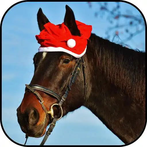 Run free android online Cute horse wallpapers APK