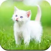 Free play online Cute Kitten, Dog Wallpaper APK Free play online Cute Kitten, Dog Wallpaper APK