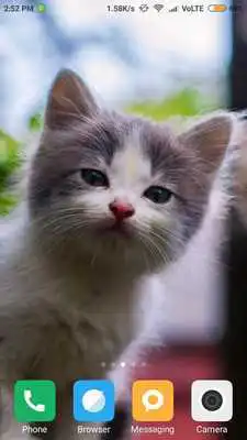 Play Cute Kitten, Dog Wallpaper