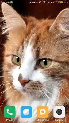 Play Cute Kitten, Dog Wallpaper