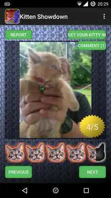 Play Cute Kitten - Photo contest