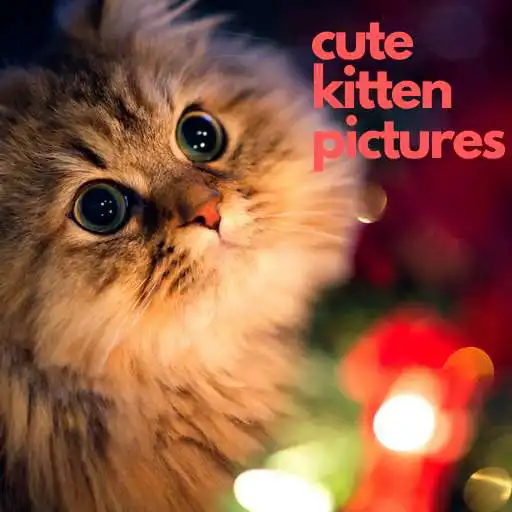 Play Cute kitten pictures APK Play Cute kitten pictures APK