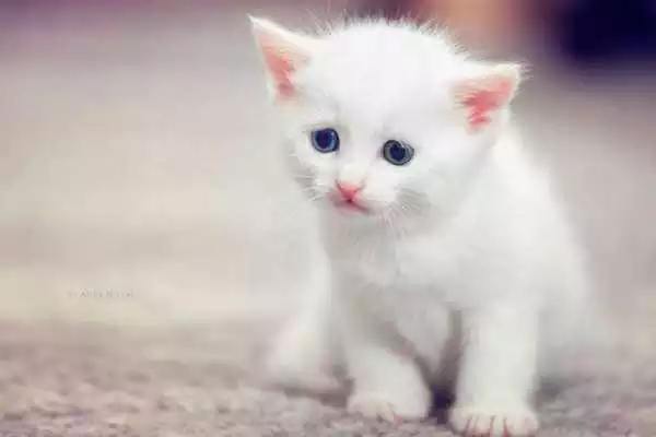 Play Cute kittens HD