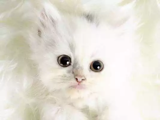 Play Cute kittens HD