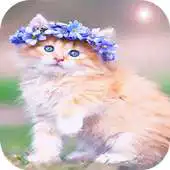 Free play online Cute Kittens HD Wallpaper APK Free play online Cute Kittens HD Wallpaper APK
