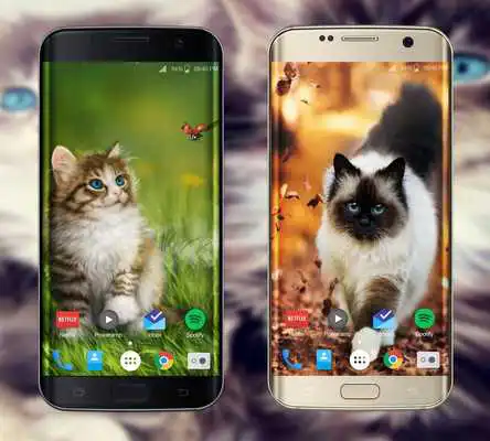 Play Cute Kittens HD Wallpaper