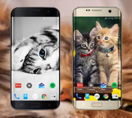 Play Cute Kittens HD Wallpaper