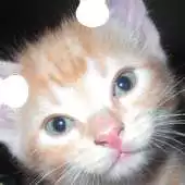 Free play online Cute Kittens Puzzle APK