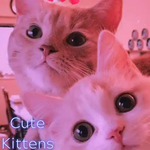 Play Cute Kittens Wallpaper HD/4k APK