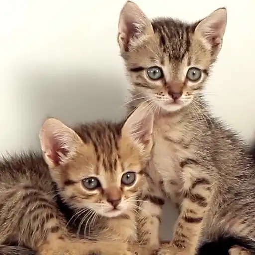 Play Cute Kittens Wallpaper Pro APK
