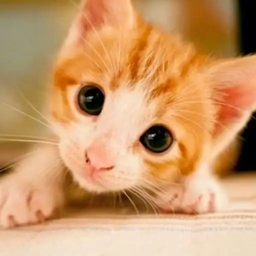 Run free android online Cute Kittens Wallpapers APK Run free android online Cute Kittens Wallpapers APK