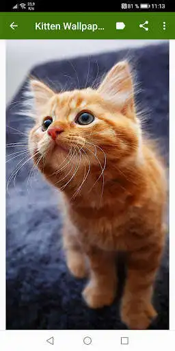 Play Cute Kittens Wallpapers