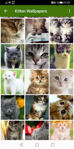 Play Cute Kittens Wallpapers