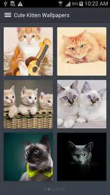 Play Cute Kittens Wallpapers