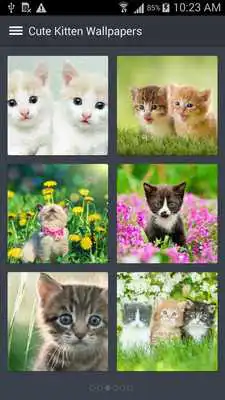 Play Cute Kittens Wallpapers