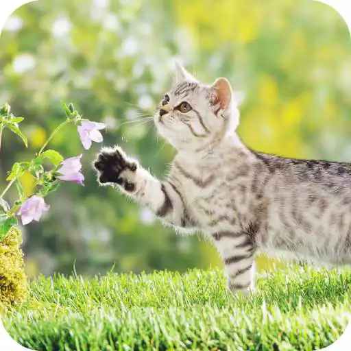 Play Cute Kitten Wallpaper HD APK Play Cute Kitten Wallpaper HD APK