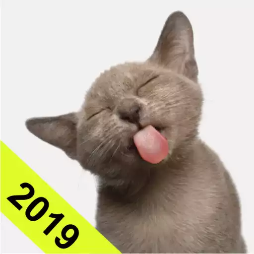 Play CUTE KITTEN WALLPAPER APK Play CUTE KITTEN WALLPAPER APK
