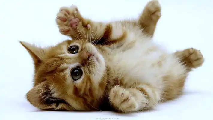 Play Cute Kitten Wallpapers HD