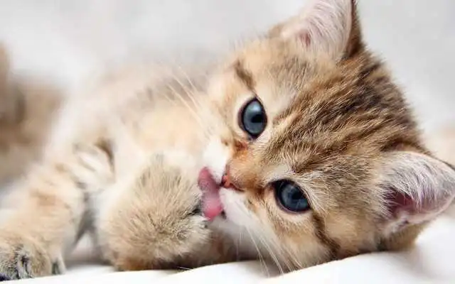 Play Cute Kitten Wallpapers HD