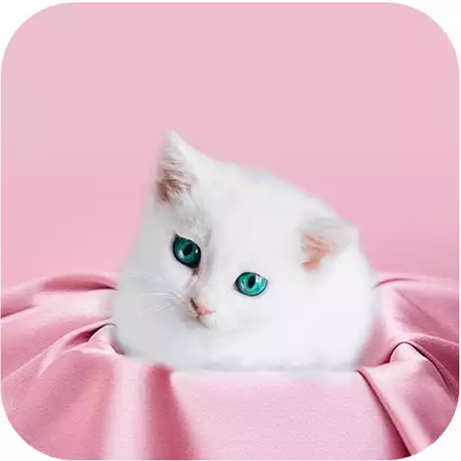 Play Cute Kitten Wallpapers APK Play Cute Kitten Wallpapers APK