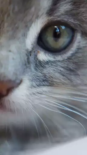 Play Cute Kitten Wallpapers  and enjoy Cute Kitten Wallpapers with UptoPlay