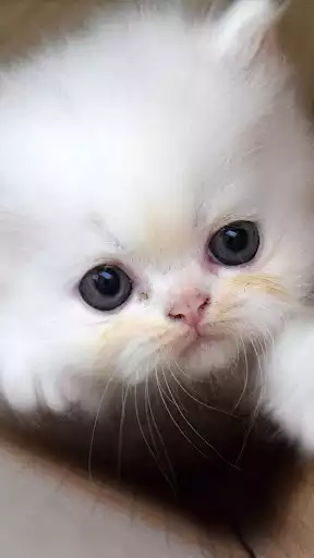 Play Cute Kitten Wallpapers as an online game Cute Kitten Wallpapers with UptoPlay
