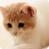 Free play online Cute Kitty Theme wallpaper APK