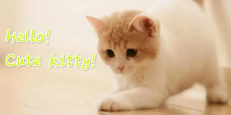 Play Cute Kitty Theme wallpaper
