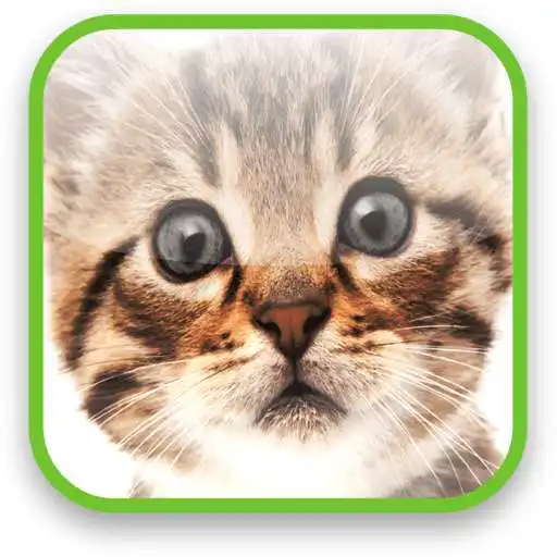 Free play online Cute Kitty Video Wallpaper APK Free play online Cute Kitty Video Wallpaper APK
