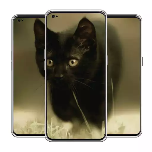 Play Cute Kitty Wallpaper APK Play Cute Kitty Wallpaper APK