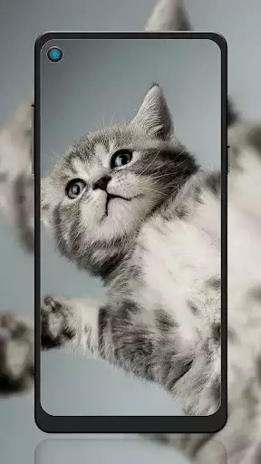 Play Cute Kitty Wallpaper as an online game Cute Kitty Wallpaper with UptoPlay