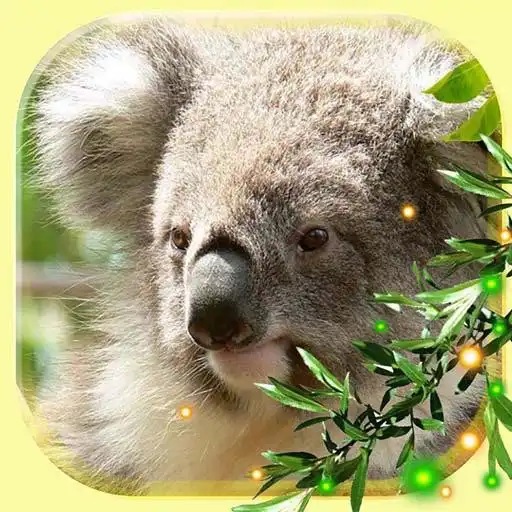 Play Cute Koala Live Wallpaper APK