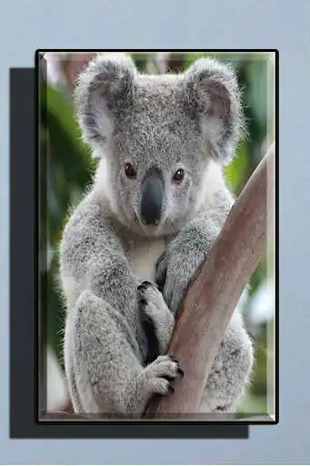Play Cute Koala Wallpaper  and enjoy Cute Koala Wallpaper with UptoPlay