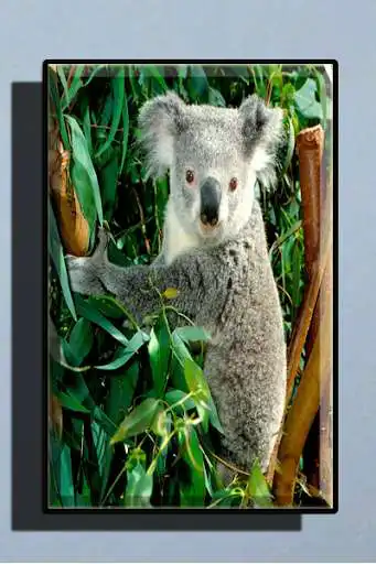 Play Cute Koala Wallpaper as an online game Cute Koala Wallpaper with UptoPlay