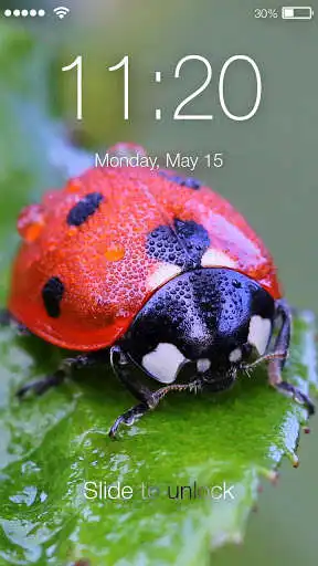 Play APK Cute Ladybug Screen Lock  and enjoy Cute Ladybug Screen Lock with UptoPlay com.lockphonrex.cuteladybug