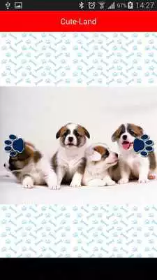 Play Cute-Land