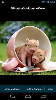 Play Cute Little Pig Wallpapers