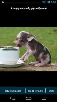 Play Cute Little Pig Wallpapers