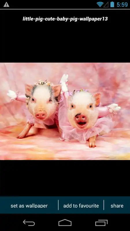 Play Cute Little Pig Wallpapers