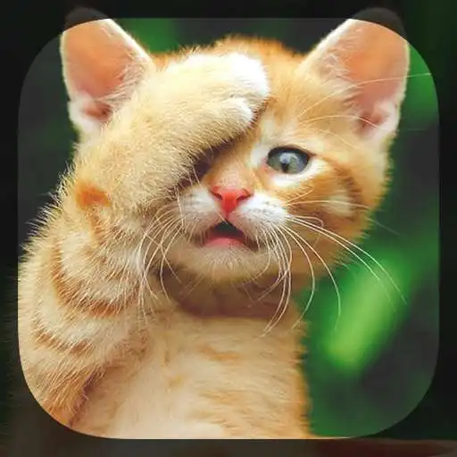 Free play online Cute Live Wallpapers APK