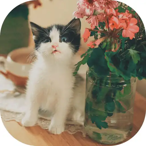 Play Cute Meows HD offline APK