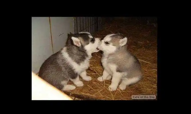 Play Cute of the Day