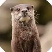 Free play online Cute Otter APK Free play online Cute Otter APK